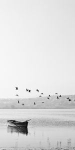 Naturaleza,Birds,Bw,Un Barco,Bote,Horizonte,Chb