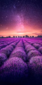 Cielo Estrellado,Horizonte,Lavanda,Campo,Naturaleza