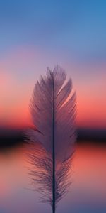 Horizon,Miscellanea,Smooth,Sunset,Feather,Blur,Pen,Miscellaneous