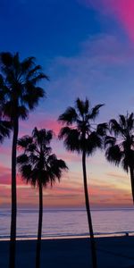 Horizon,Nature,Sunset,Palms,Silhouette