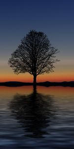 Horizon,Reflection,Tree,Lonely,Wood,Sunset,Alone,Minimalism