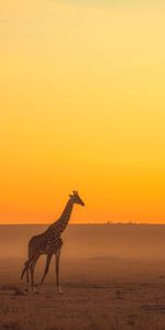 Animaux,Horizon,Safari,Animal,Girafe