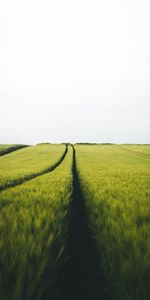 Horizon,Traces,Rye,Nature,Field,Landscape