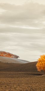 Naturaleza,Horizonte,Madera,Árbol,Campo,Otoño