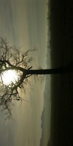 Horizon,Wood,Beams,Rays,Tree,Branches,Nature,Sun