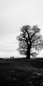 Naturaleza,Horizonte,Banco,Madera,Mesa De Trabajo,Bw,Árbol,Chb