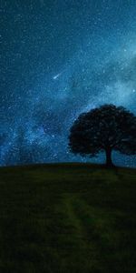 Noche,Horizonte,Oscuro,Madera,Árbol,Estrellas,Campo