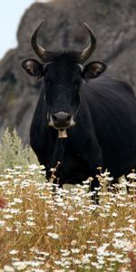 Taureau,Domaine,Animaux,Camomille,Champ,Cornes,Vache