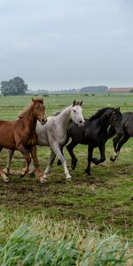 Horses,Animals