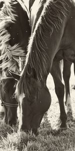 Horses,Animals,Food,Grass,Pair,Stroll,Couple