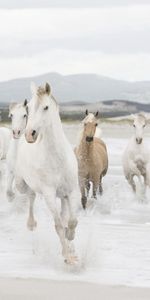 Caballos,Agua,Orilla,Banco,Manada,Correr,Animales,Rebaño,Huir