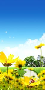 House,Flowers,Lawn,Ladybugs,Vector