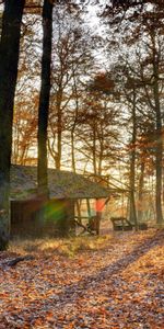 Automne,Chute Des Feuilles,Nature,Forêt,Tomber,Lumière,Octobre,Loger,Arbres,Maison,Briller