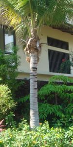 Paysage,Maisons,Palms