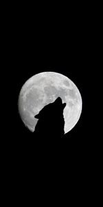 Loup,Hurler,Pleine Lune,Chb,P C