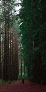 Personne,Humain,Forêt,Solitude,Nature,Arbres