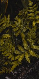 Humid,Leaves,Macro,Fern,Wet