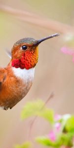 Humming Birds,Animals,Bird,Blur,Smooth,Branch,Flight