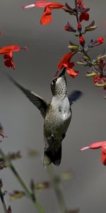 Humming Birds,Animals,Flowers,Bird