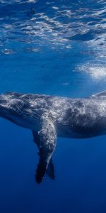 Animales,Agua,Brillar,Luz,Océano,Ballena Jorobada,Gorbach,Minke De Brazos Largos,Raya De Brazo Largo,Oceano