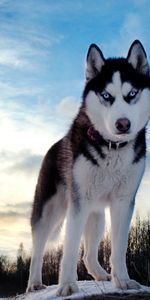 Husky,Elevation,Snow,Dog,Animals