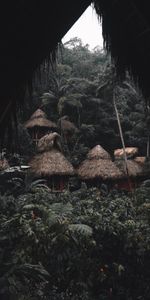 Huts,Small Houses,Nature,Houses,Palms,Tropics,Jungle