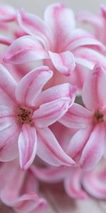 Hyacinth,Bouquet,Striped,Flowers