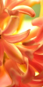 Hyacinth,Macro,Petals,Flower