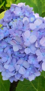 Hydrangea,Flowers,Bush,Lilac