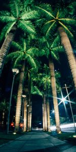 Ciudades,Noche,Iluminación,Calle,Palms,Encendiendo