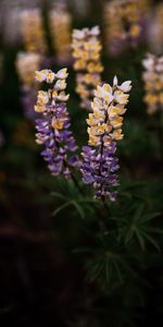 Inflorescence,Inflorescences,Lupine,Flowers,Plant,Flowering,Bloom