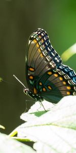 Insect,Animals,Wings,Tropical,Leaves,Butterfly