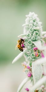 Insect,Bee,Flower,Macro,Focus