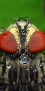 Insect,Drops,Macro,Eyes