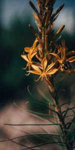 Insect,Flowers,Macro,Close Up,Bumblebee