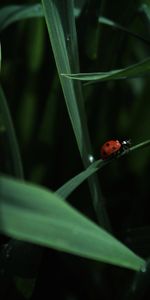 Animales,Hierba,Insecto,Mariquita