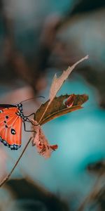 Branche,Macro,Insecte,Papillon