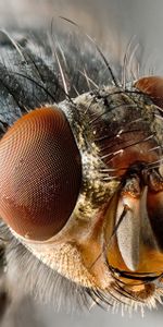 Insect,Macro,Wings,Eyes,Fly