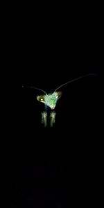 Insect,Mantis,Dark Background,Dark,Eyes