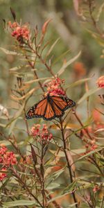 Insect,Monarch Butterfly,Butterfly Monarch,Animals,Wings,Butterfly,Flower,Plants