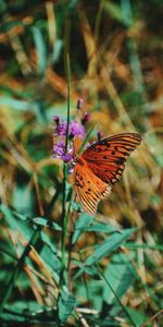 Insect,Monarch Butterfly,Butterfly Monarch,Animals,Wings,Flower,Butterfly