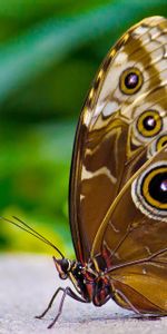 Macro,Aile,Patterns,Ailes,Insecte,Surface,Papillon