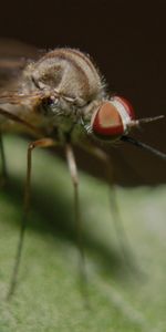 Insect,Paws,Mosquito,Macro,Close Up