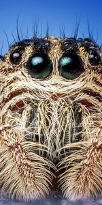 Insect,Spider,Macro,Eyes