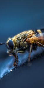 Insect,Wings,Fly,Eyes,Macro