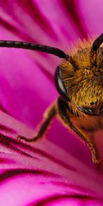 Abejas,Insectos