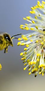 Abejas,Insectos