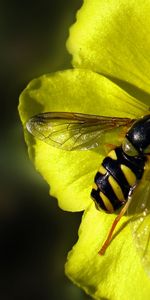 Abejas,Insectos