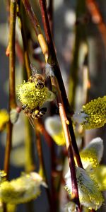 Abejas,Insectos