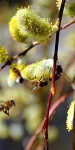 Abeilles,Insectes